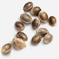 https://csc-turnkey-solutions.de/wp-content/uploads/2018/12/marijuana_seeds-1.jpg